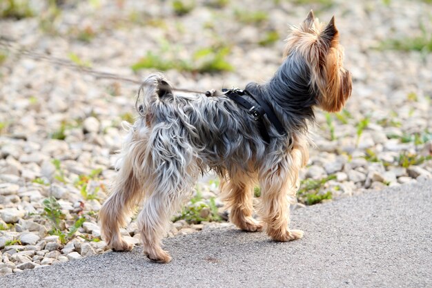 Lindo yorkshire terrier