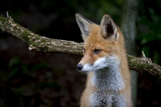 Lindo zorro con una expresión facial astuta cerca de la rama de un árbol en el bosque