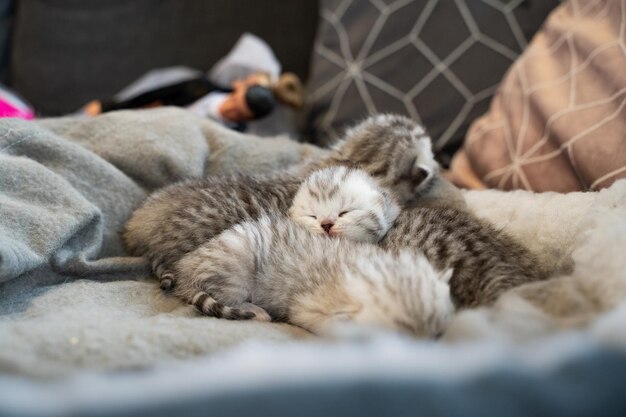 Lindos bebés gatos hermanos se abrazan entre sí