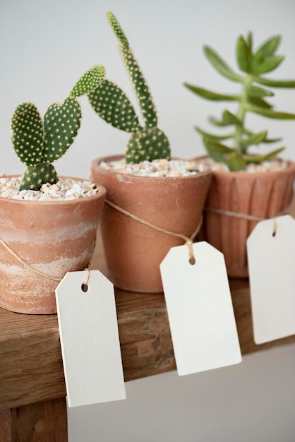 Lindos cactus en macetas de terracota con etiquetas de papel en blanco