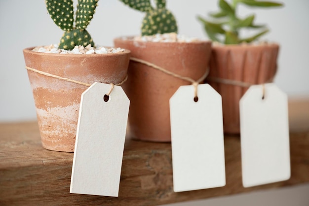 Foto gratuita lindos cactus en macetas de terracota con etiquetas de papel en blanco