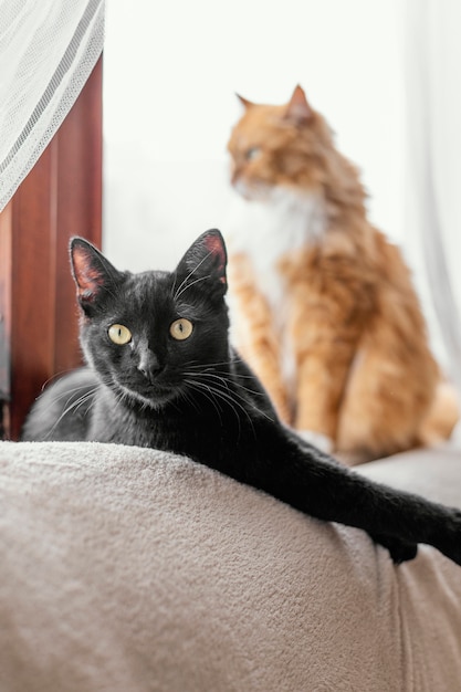 Foto gratuita lindos gatos sentados en el interior