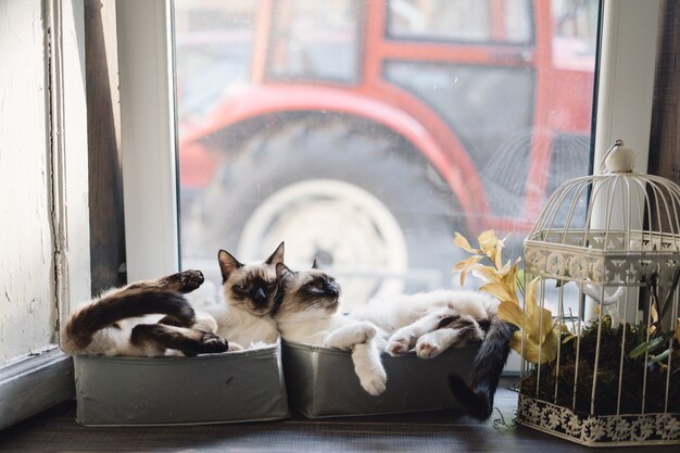 Lindos gatos siameses en cajas cerca de la ventana