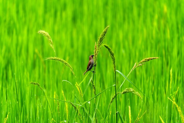 Lindos pajaritos en campos de arroz verde