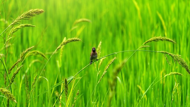 Lindos pajaritos en campos de arroz verde