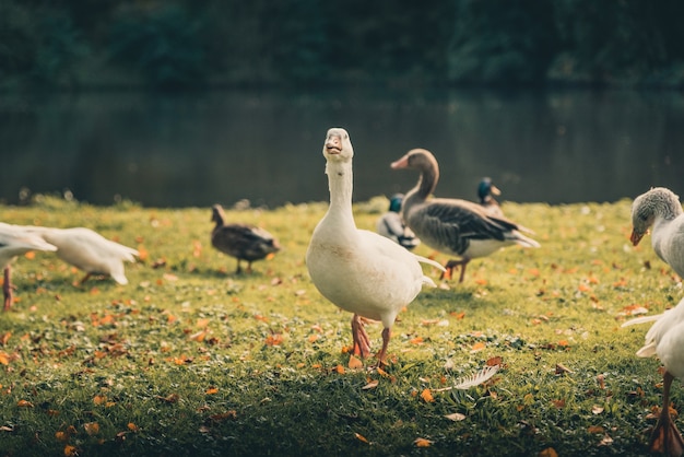 Lindos patos de pie sobre el césped cerca del lago