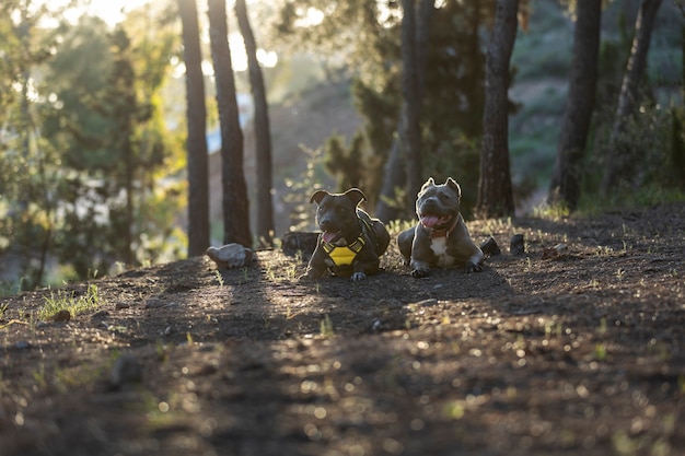 Lindos perros al aire libre durante una sesión de entrenamiento