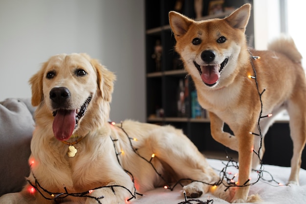 Lindos perros desordenados con luces en el sofá