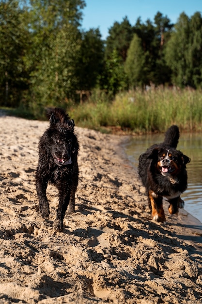 Foto gratuita lindos perros felices corriendo en la playa