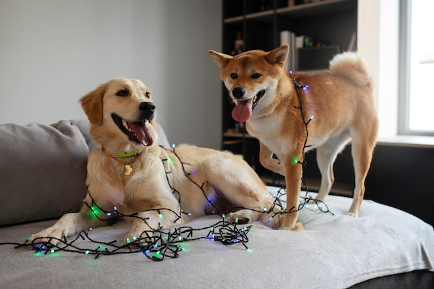 Foto gratuita lindos perros con luces adentro