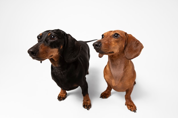 Foto gratuita lindos perros de pura raza en un estudio.