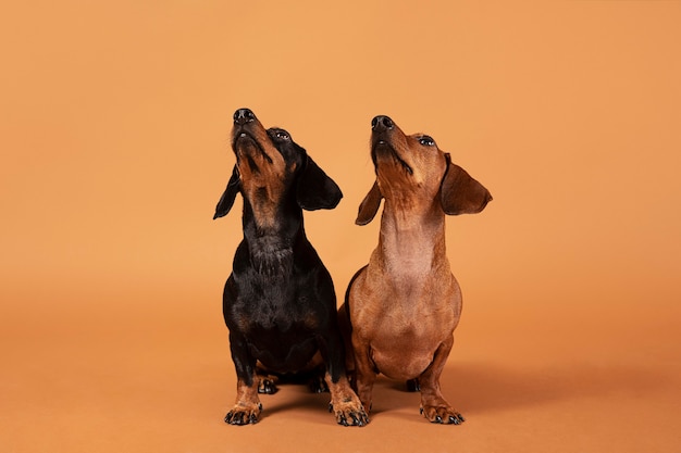 Foto gratuita lindos perros de pura raza en un estudio.