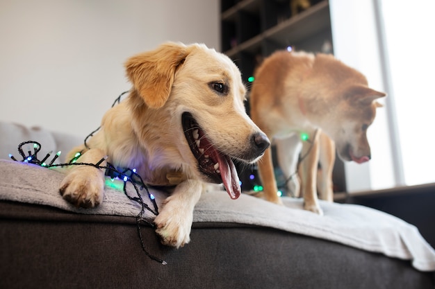 Foto gratuita lindos perros sonrientes de ángulo bajo con luces