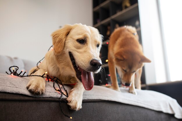 Lindos perros sonrientes con luces en el interior