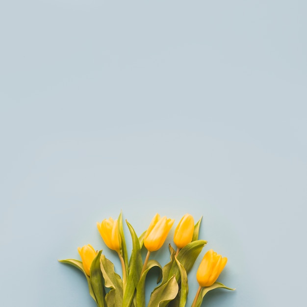 Lindos tulipanes sobre fondo azul