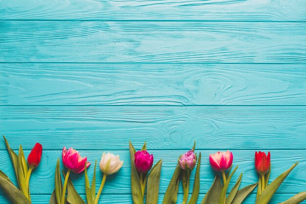Línea de tulipanes brillantes