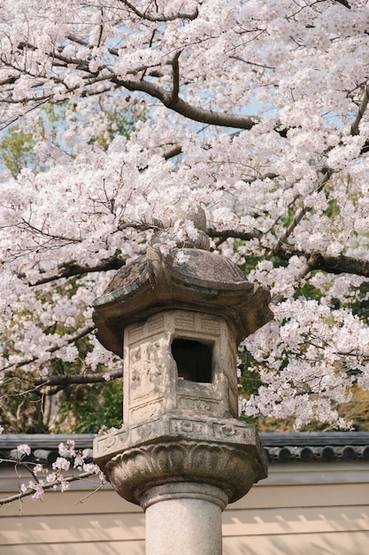 Foto gratuita linterna antigua y flor de sakura