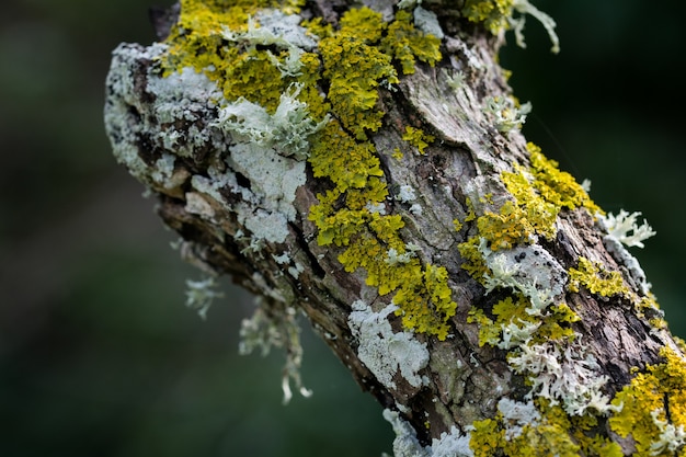 Líquenes y musgo que crecen en el tronco de un árbol en la campiña maltesa.