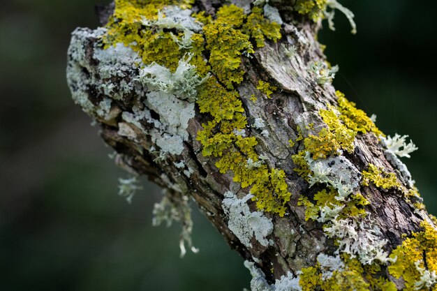 Líquenes y musgo que crecen en el tronco de un árbol en la campiña maltesa.