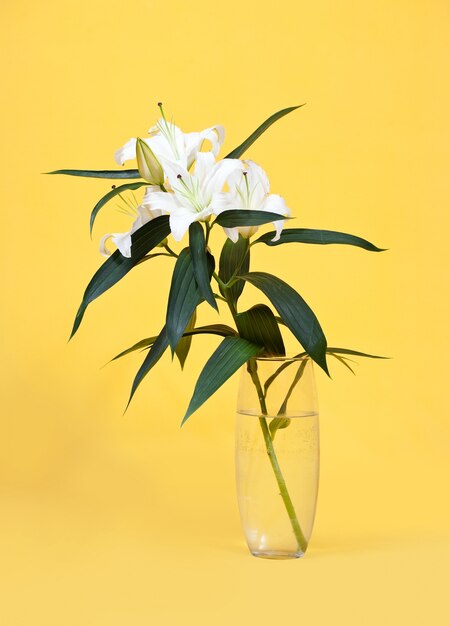 Lirio blanco en florero en amarillo