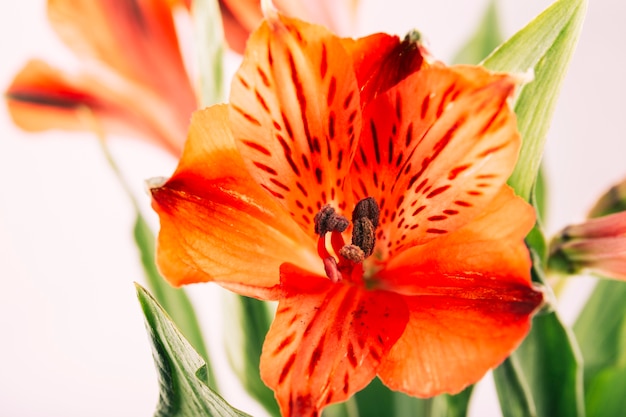 Foto gratuita lirio rojo en el jardín