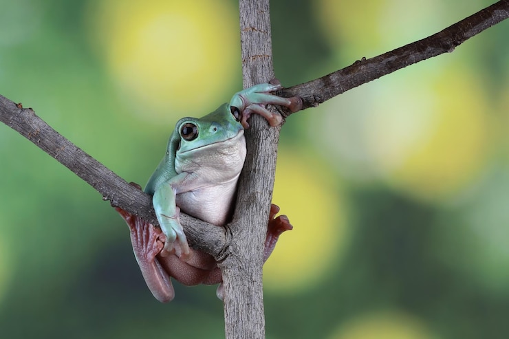 Foto gratuito litoria caerulea rana arborícola en hojas rana cochambrosa en rama