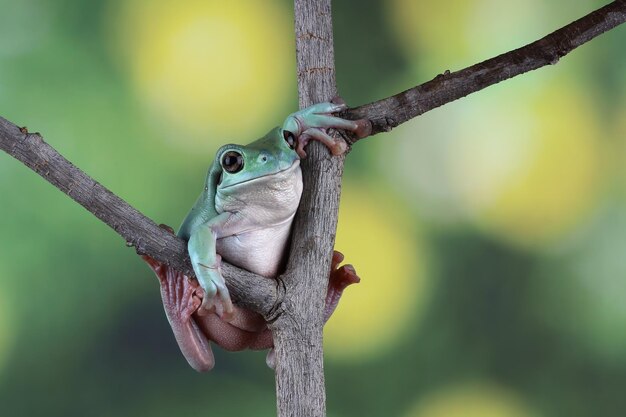 Litoria caerulea rana arborícola en hojas rana cochambrosa en rama