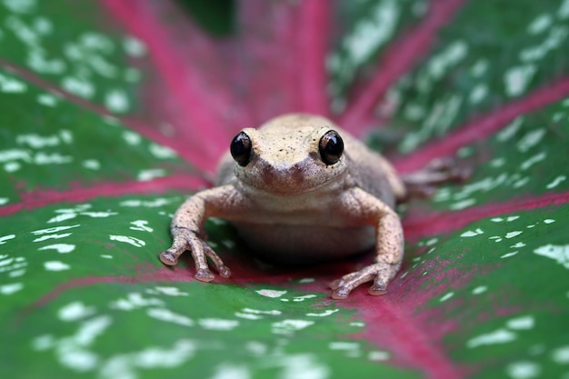 Litoria rubéola rana arborícola entre las hojas verdes