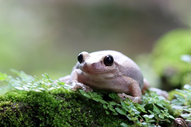 Litoria rubéola rana arborícola en musgo