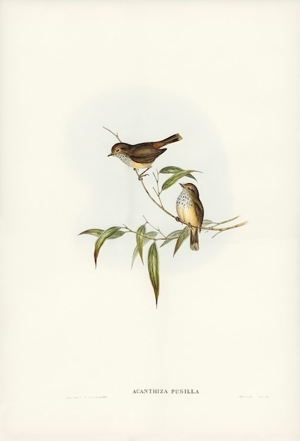 Foto gratuita little brown acanthiza (acanthiza pusilla) ilustrado por elizabeth gould