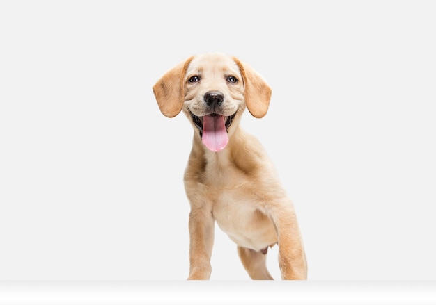 Little Labrador Retriever jugando sobre fondo blanco de estudio