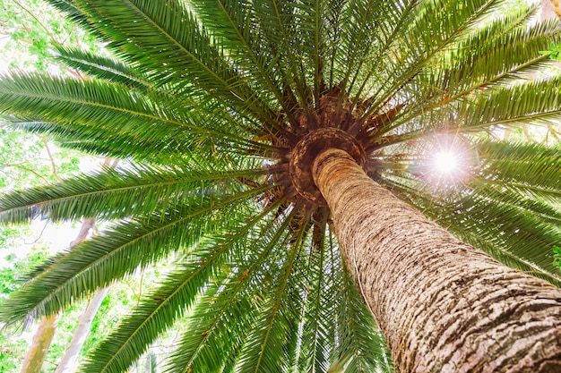 Foto gratuita llamarada del sol en palmera datilera tropical