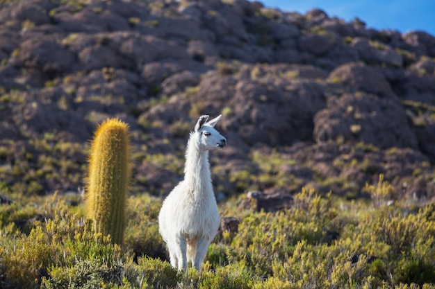 Foto gratuita llamas en bolivia