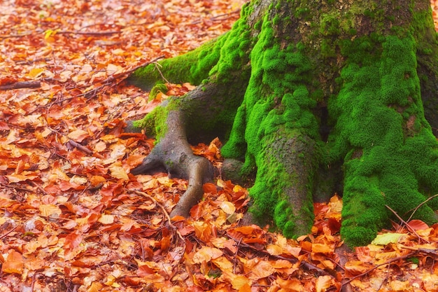 En lo alto de las montañas de los Cárpatos y Hutsul, se encuentra un tramo con un bosque antiguo donde los antiguos gigantes se encuentran en el otoño del bosque salvaje