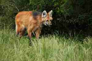 Foto gratuita lobo de crin sudamericano en el hábitat natural