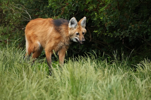 Lobo de crin sudamericano en el hábitat natural