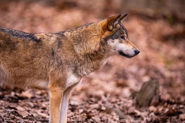 Lobo eurasiático en hábitat de invierno blanco. Hermoso bosque de invierno. Animales salvajes en el entorno natural. Animal del bosque europeo. Canis lupus lupus.