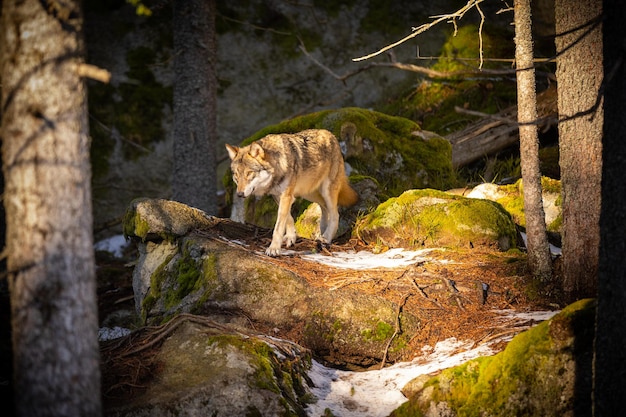 Foto gratuita lobo eurasiático en hábitat de invierno blanco. hermoso bosque de invierno. animales salvajes en el entorno natural. animal del bosque europeo. canis lupus lupus.