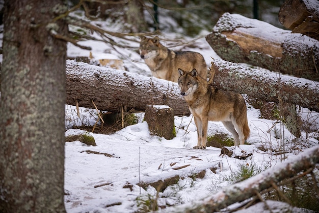 Lobo eurasiático en hábitat de invierno blanco. Hermoso bosque de invierno. Animales salvajes en el entorno natural. Animal del bosque europeo. Canis lupus lupus.