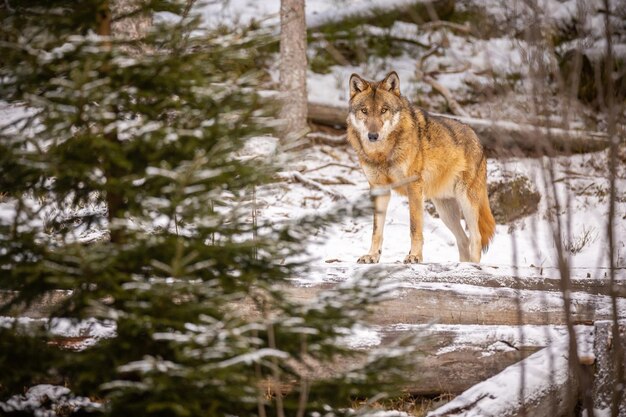 Lobo eurasiático en hábitat de invierno blanco. Hermoso bosque de invierno. Animales salvajes en el entorno natural. Animal del bosque europeo. Canis lupus lupus.