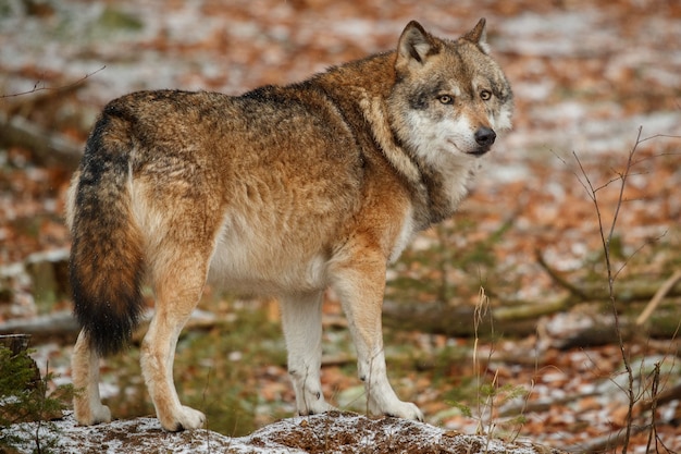 Lobo euroasiático está de pie en el hábitat natural en el bosque bávaro