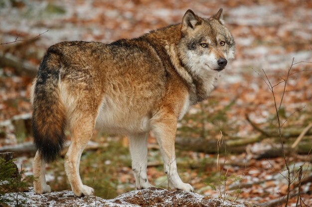 Lobo euroasiático está de pie en el hábitat natural en el bosque bávaro