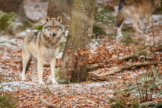 Lobo euroasiático está de pie en el hábitat natural en el bosque bávaro