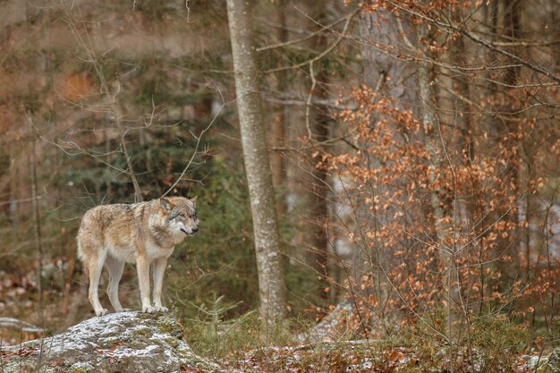 Lobo euroasiático está de pie en el hábitat natural en el bosque bávaro