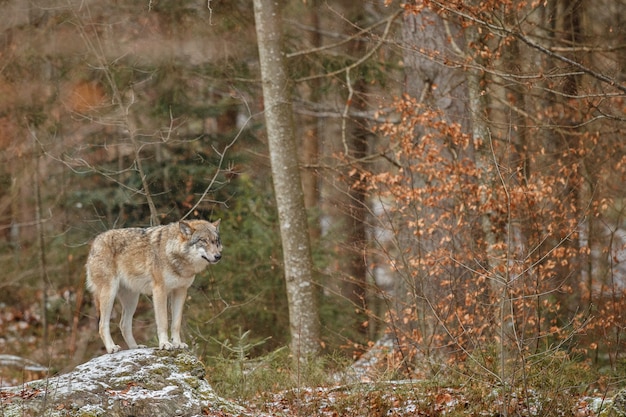 Lobo euroasiático está de pie en el hábitat natural en el bosque bávaro