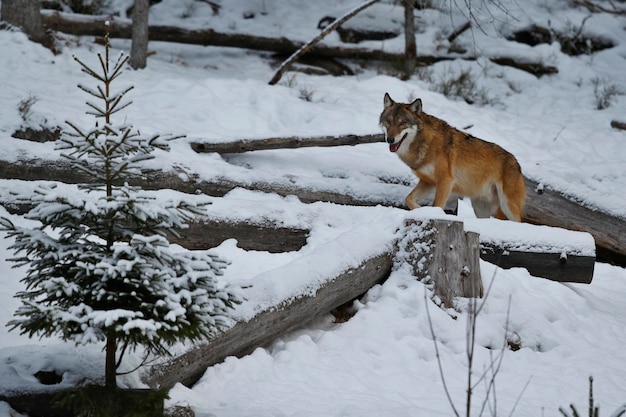 Foto gratuita lobo euroasiático en hábitat de invierno blanco hermoso bosque de invierno