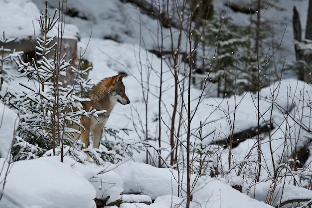 Lobo euroasiático en hábitat de invierno blanco Hermoso bosque de invierno