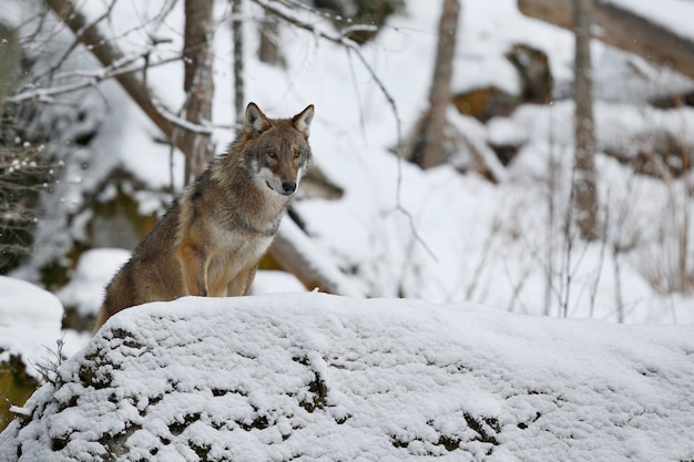 Lobo euroasiático en hábitat de invierno blanco Hermoso bosque de invierno