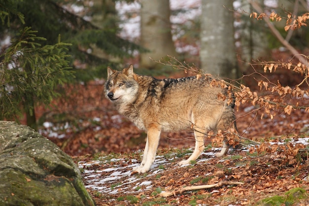 Lobo euroasiático en hábitat de invierno blanco Hermoso bosque de invierno