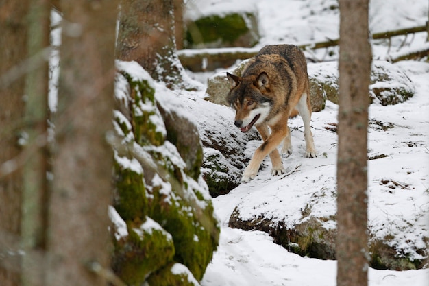 Lobo euroasiático en hábitat de invierno blanco Hermoso bosque de invierno